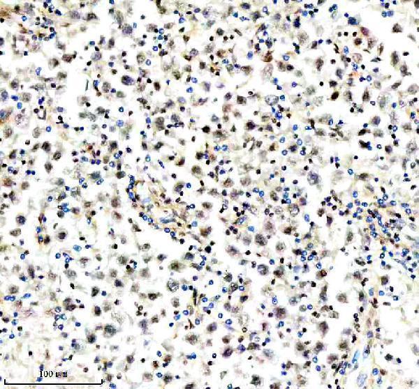 m01129 nrf1 primary antibodies ihc testing 10