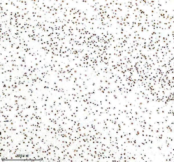 m01129 nrf1 primary antibodies ihc testing 11