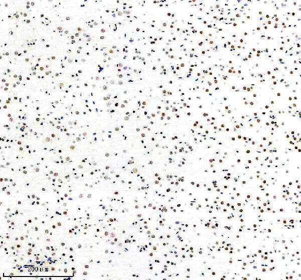 m01129 nrf1 primary antibodies ihc testing 12