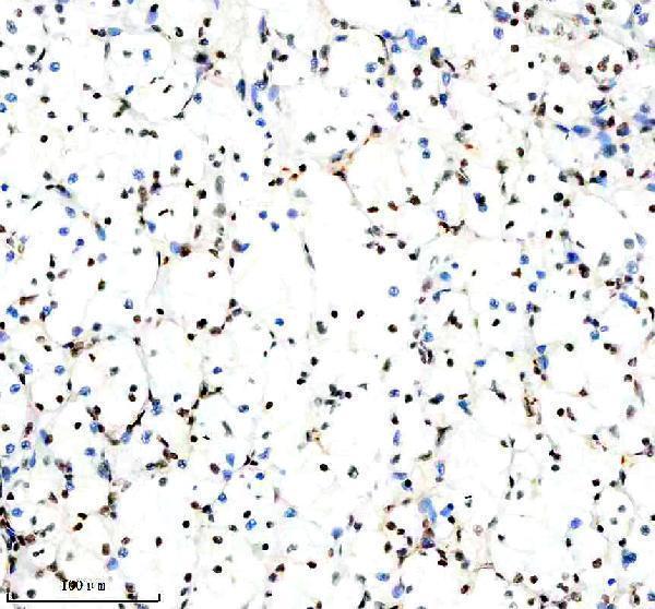 m01129 nrf1 primary antibodies ihc testing 4