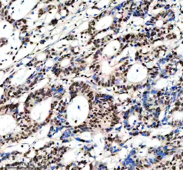 m01129 nrf1 primary antibodies ihc testing 5