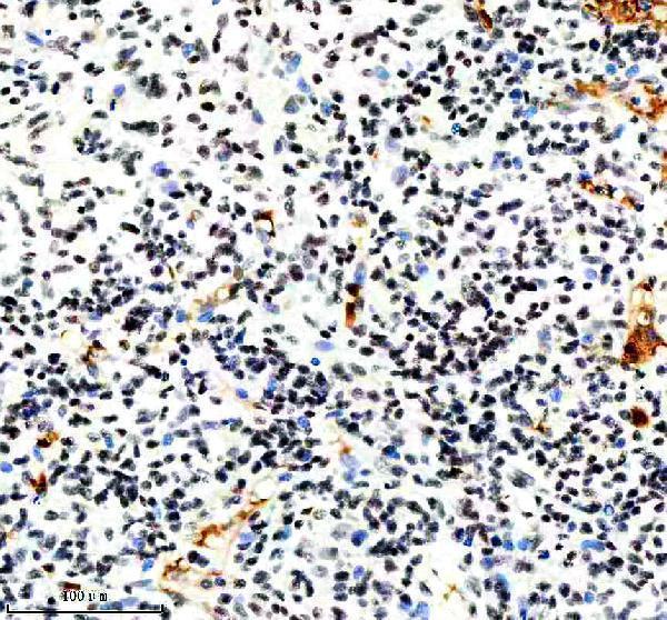 m01129 nrf1 primary antibodies ihc testing 6