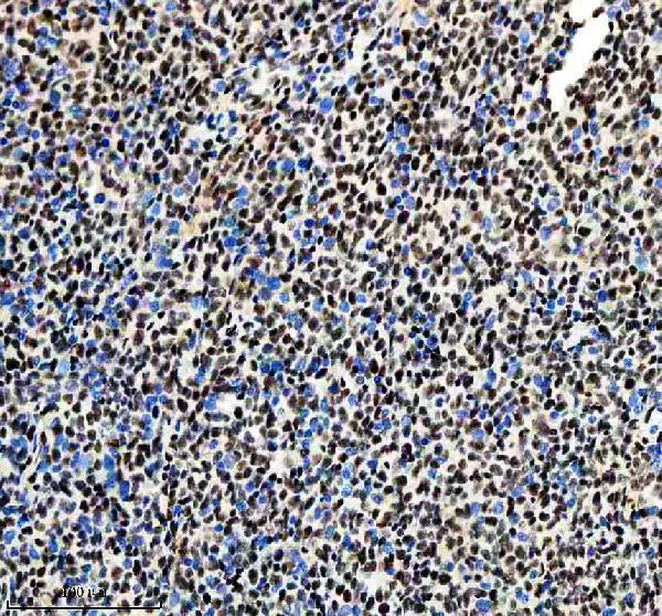 m01129 nrf1 primary antibodies ihc testing 7