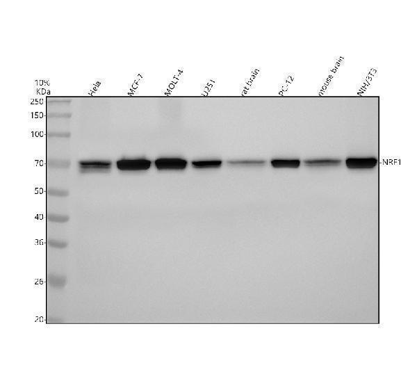 Western blot analysis of NRF1 using anti-NRF1 antibody (M01129)