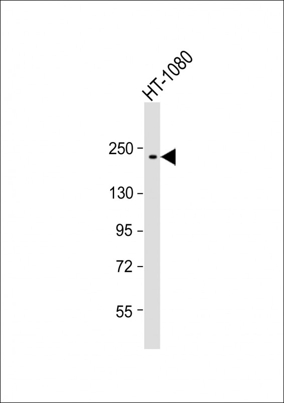 Anti-PBRM1 Antibody at 1:500 dilution + HT-1080 whole cell lysateLysates/proteins at 20 µg per lane