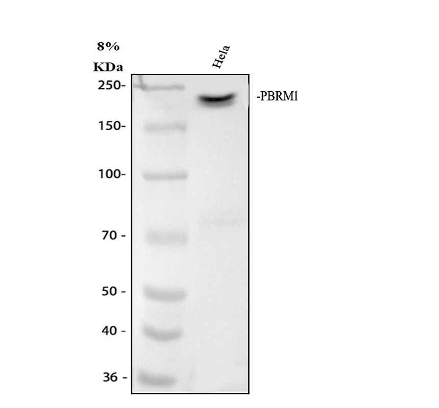 m01130 pbrm1 primary antibodies wb testing 1