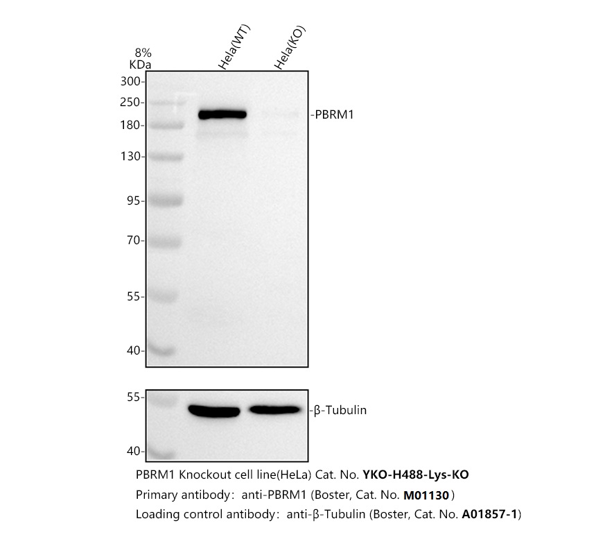 m01130 pbrm1 primary antibodies wb testing 2