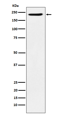 Western blot analysis of PBRM1 expression in HeLa cell lysate