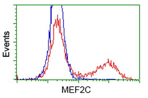 m01131 1 anti mef2c mouse monoclonal antibody clone id oti4f7 flow cytometry testing 12