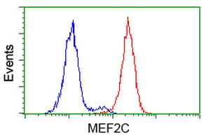m01131 1 anti mef2c mouse monoclonal antibody clone id oti4f7 flow cytometry testing 13
