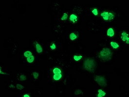 m01131 1 anti mef2c mouse monoclonal antibody clone id oti4f7 if testing 15