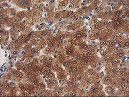 m01131 1 anti mef2c mouse monoclonal antibody clone id oti4f7 ihc testing 11