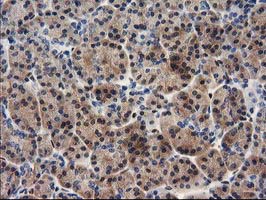 m01131 1 anti mef2c mouse monoclonal antibody clone id oti4f7 ihc testing 5