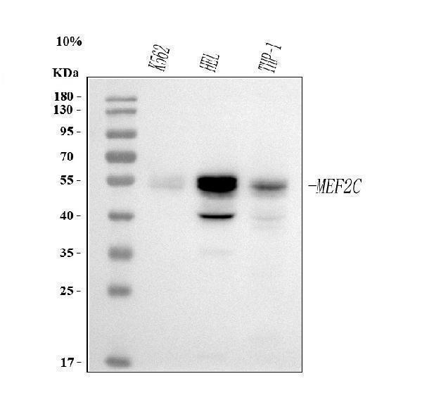  Western blot analysis of MEF2A+MEF2C using anti-MEF2A+MEF2C antibody (M01131)