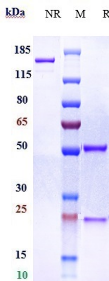 Anti-Complement Factor D Reference Antibody (lampalizumab) on SDS-PAGE under reducing (R) condition
