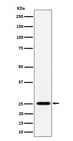 Western blot analysis of CFD expression in THP-1 cell lysate