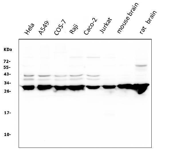 m01141 ywhaz primary antibodies wb testing 1
