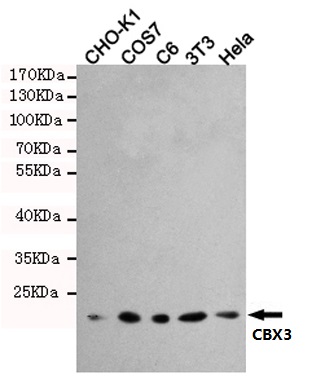 Western blot detection of CBX3 in Hela,3T3,C6,COS7 and CHO-K1 cell lysates using CBX3 mouse mAb (1:1000 diluted)