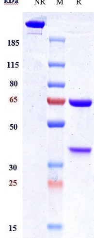 m01144 3 sds page