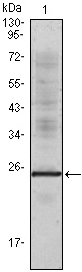 m01144 il1a primary antibodies wb testing 1