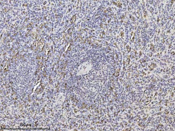 m01146 1 band 3 primary antibodies ihc testing 2