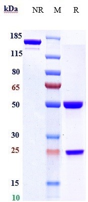 Anti-TNFRSF7/CD27 Reference Antibody (varlilumab) on SDS-PAGE under reducing (R) condition