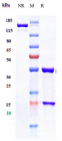 Anti-TNFRSF7/CD27 Reference Antibody (Organon patent anti-CD27) on SDS-PAGE under reducing (R) condition