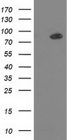 m01151 1 anti pkc epsilon prkce mouse monoclonal antibody clone id oti2a12 wb testing 1
