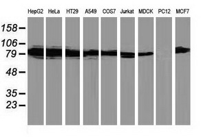 m01151 1 anti pkc epsilon prkce mouse monoclonal antibody clone id oti2a12 wb testing 2