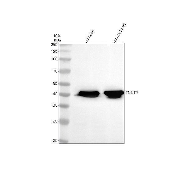 m01154 tnnt2 primary antibodies wb testing 1