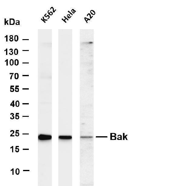 Various whole cell lysates were separated by 4-20% SDS-PAGE, and the membrane was blotted with anti-Bak antibody