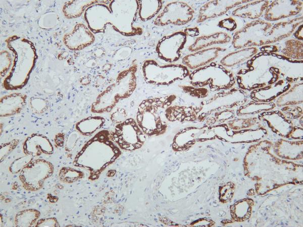 Human kidney was stained with anti-VDAC1 rabbit antibody