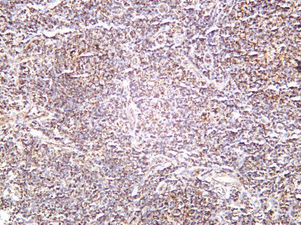 Human tonsil was stained with anti-VDAC1 rabbit antibody