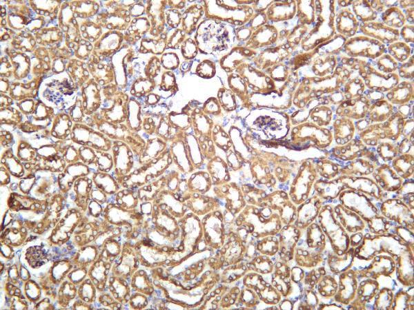 Mouse kidney was stained with anti-VDAC1 rabbit antibody