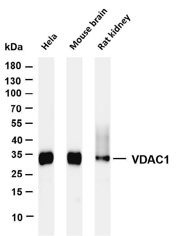 m01168 1 vdac1 primary antibodies wb testing 1