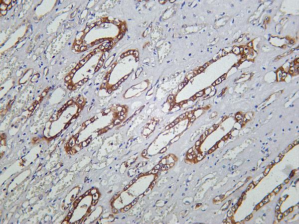 Human kidney was stained with Anti-PKM rabbit antibody