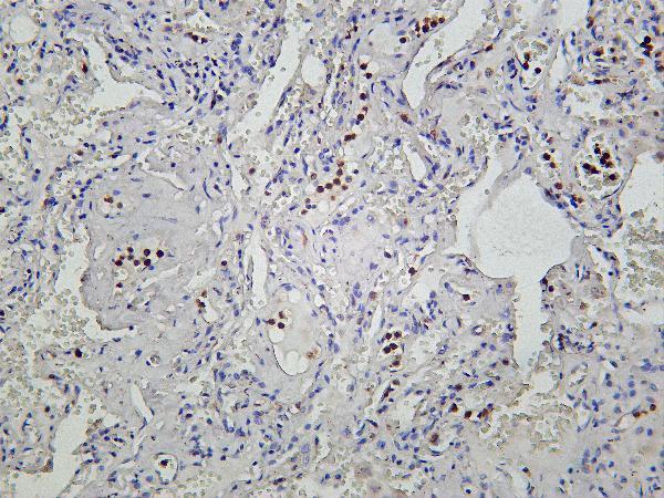 m01173 2 pkm primary antibodies ihc testing 4