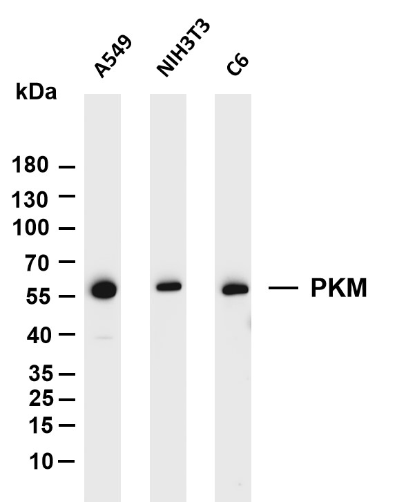 m01173 2 pkm primary antibodies wb testing 1
