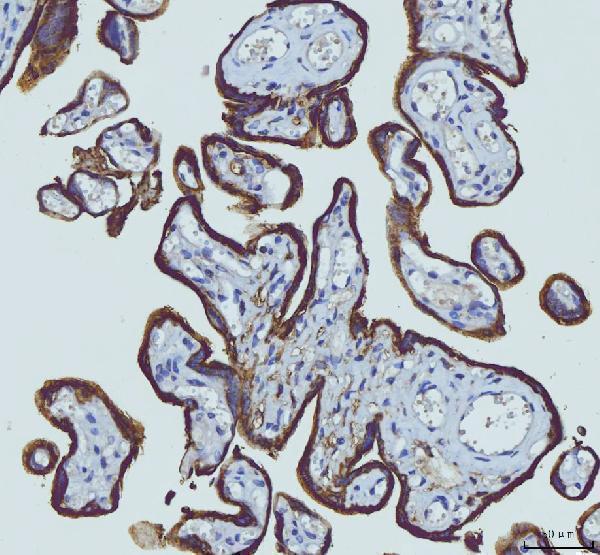 m01174 1 hgs primary antibodies ihc testing 4