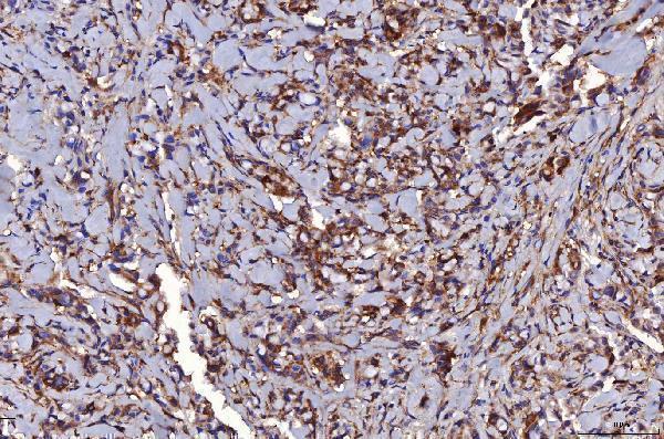 m01174 1 hgs primary antibodies ihc testing 6