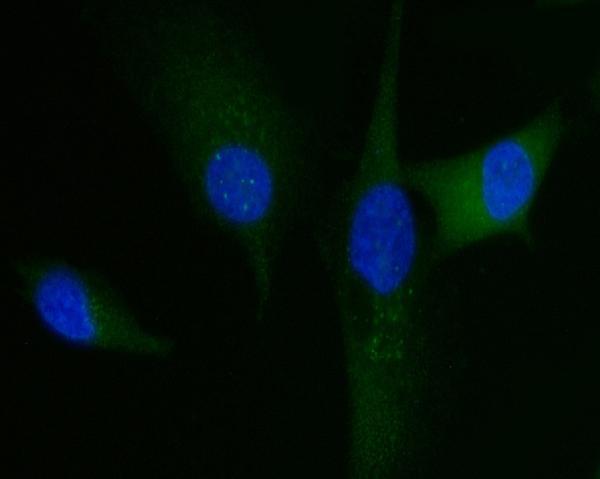 m01174 2 hgs primary antibodies if testing 9_1
