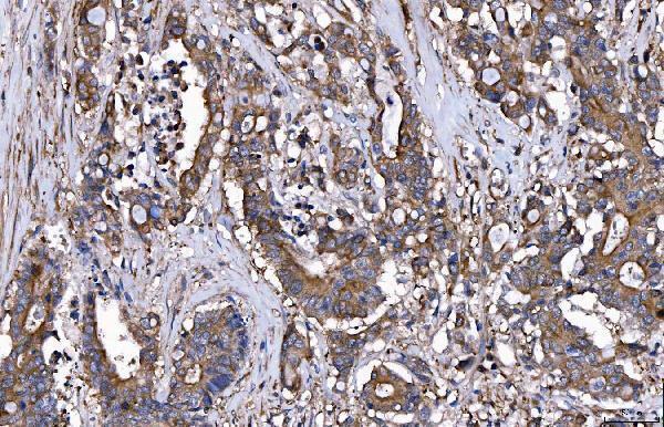 m01174 2 hgs primary antibodies ihc testing 4_1