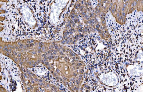 m01174 2 hgs primary antibodies ihc testing 6_1