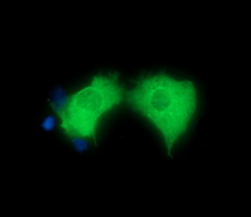 Anti-HGS mouse monoclonal antibody (M01174) immunofluorescent staining of COS7 cells transiently transfected by pCMV6-ENTRY HGS
