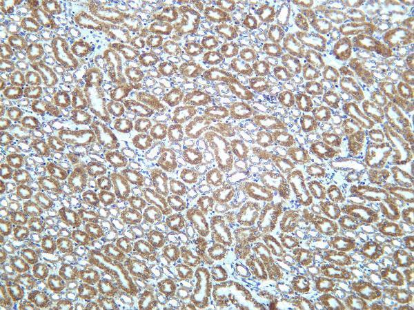Mouse kidney was stained with Anti-Prohibitin rabbit antibody
