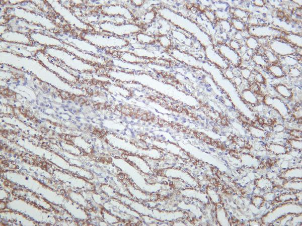 Rat kidney was stained with Anti-Prohibitin rabbit antibody