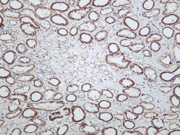 Human kidney was stained with Anti-Prohibitin rabbit antibody