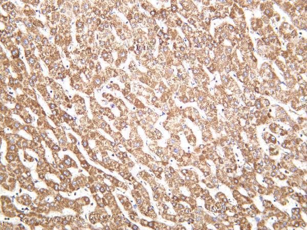 m01178 1 phb primary antibodies ihc testing 4