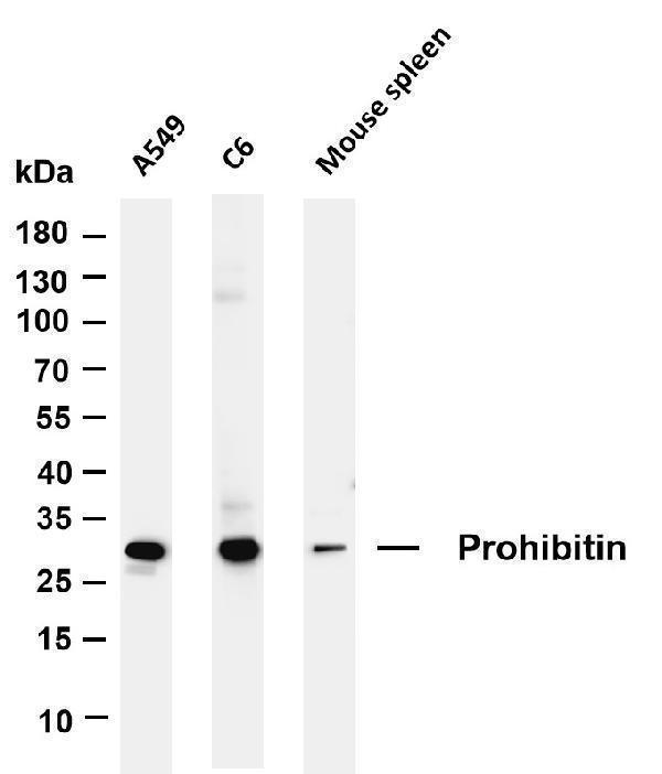 m01178 1 phb primary antibodies wb testing 1