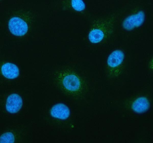 IF analysis of PHB using anti-PHB antibody (M01178)